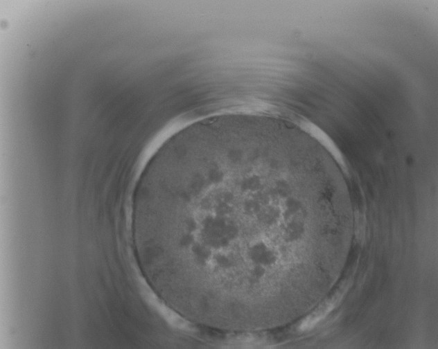 X0000062921099200601201955