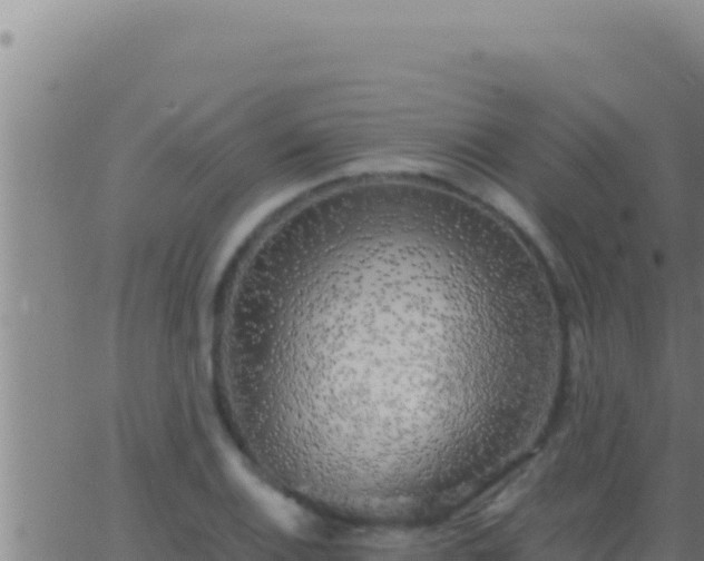 X0000062921124200601201955