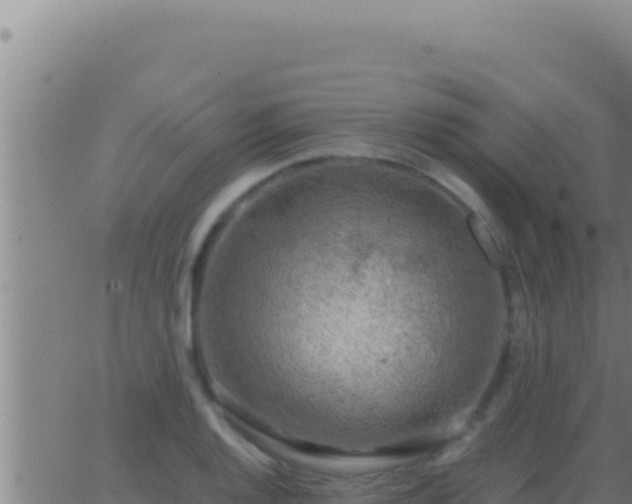 X0000062921128200601201955