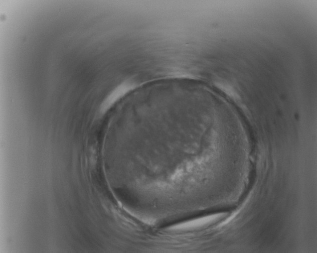 X0000062921163200601201954