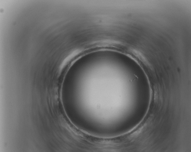 X0000062921164200601201954