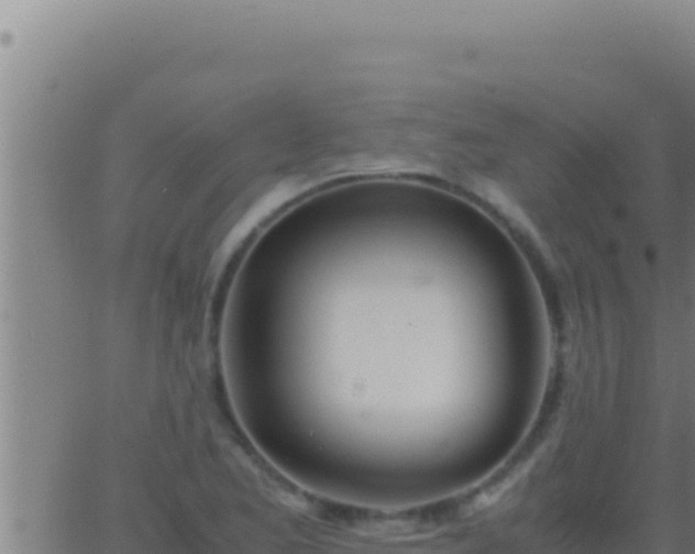 X0000062921173200601201954