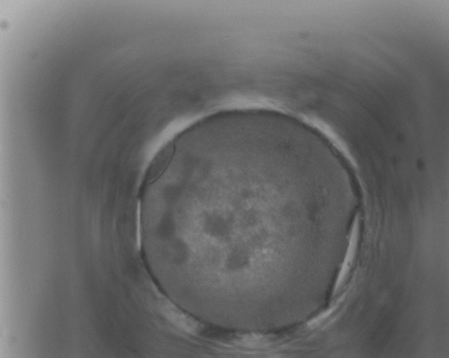 X0000062921175200601201954