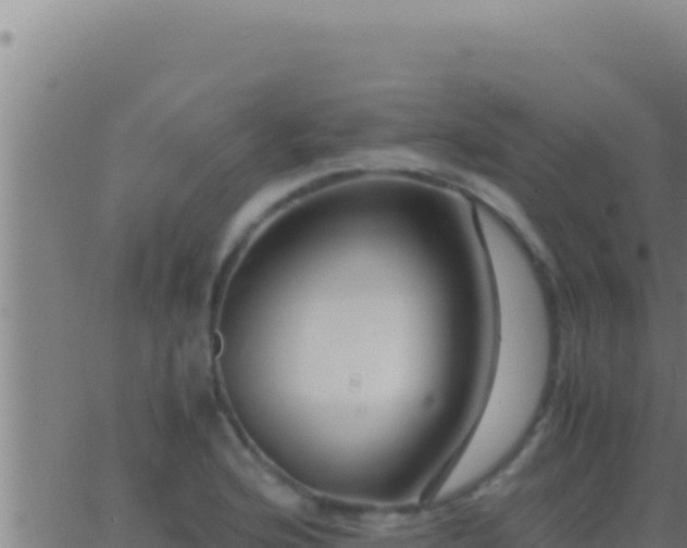 X0000062921176200601201954