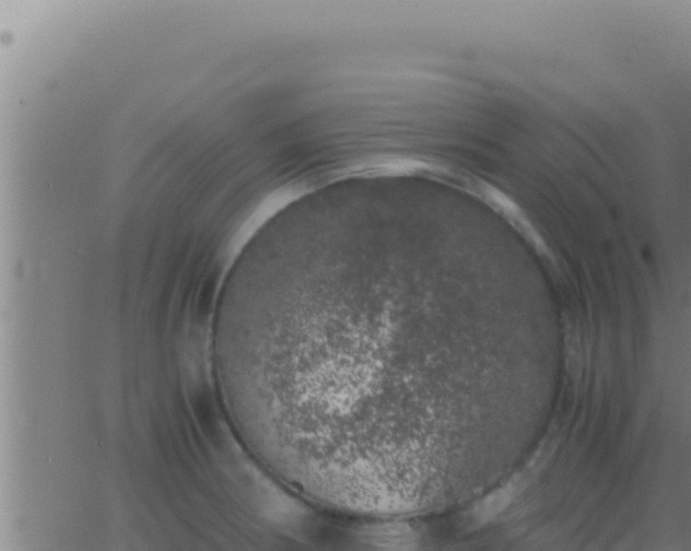 X0000062921186200601201954