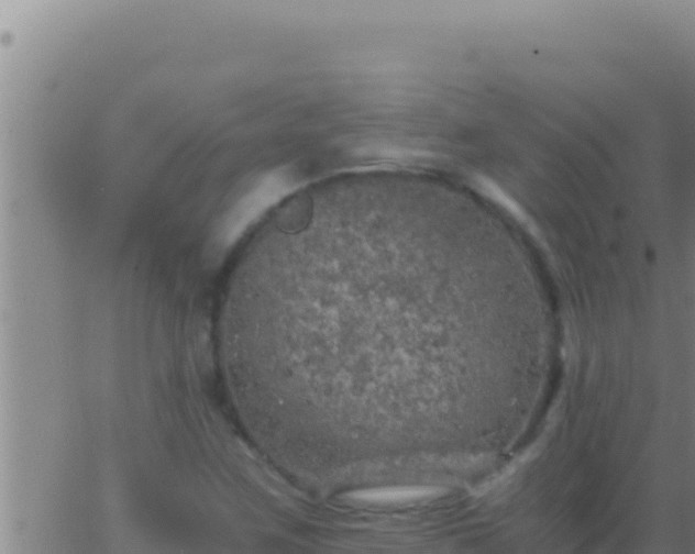 X0000062921259200601201952