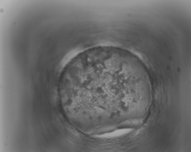 X0000062921263200601201952