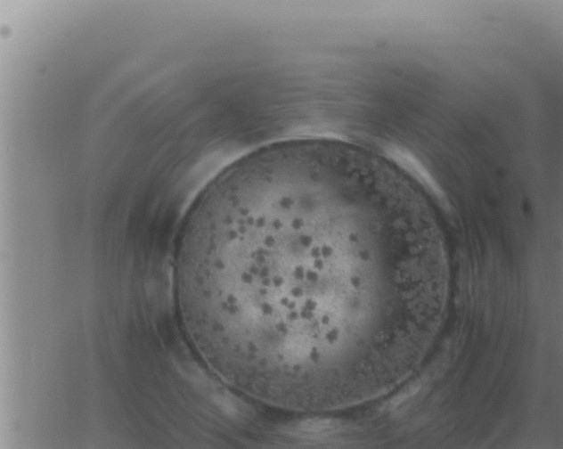 X0000062921268200601201952