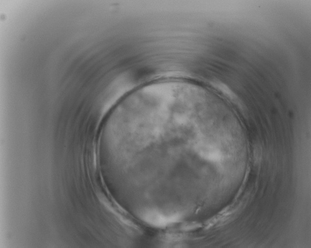 X0000062921274200601201952