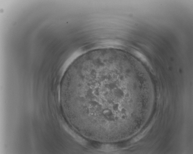 X0000062921275200601201952