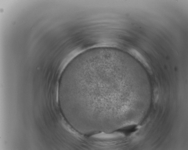 X0000062921276200601201952