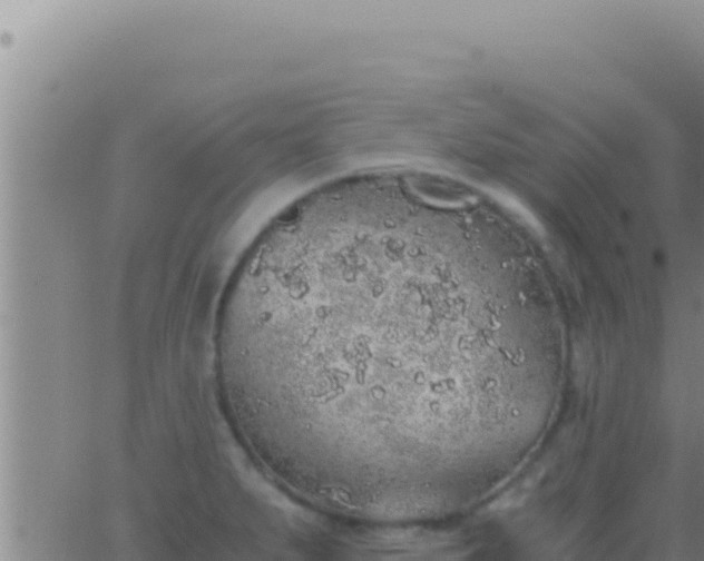 X0000062921279200601201952