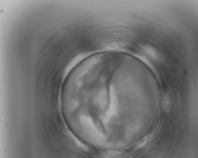 X0000062921294200601201952