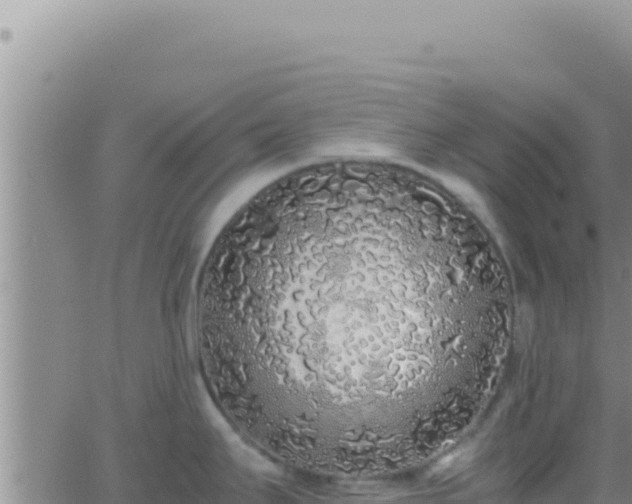 X0000062921295200601201952