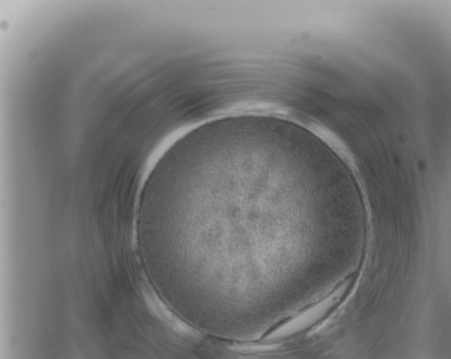 X0000062921296200601201952