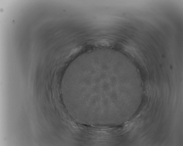 X0000062921297200601201951