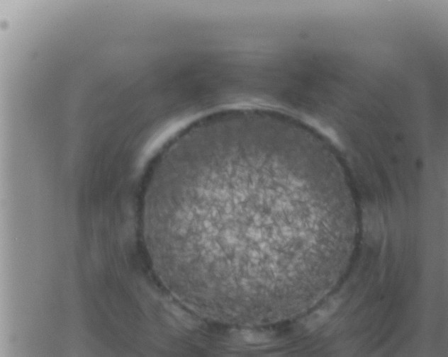 X0000062921311200601201951