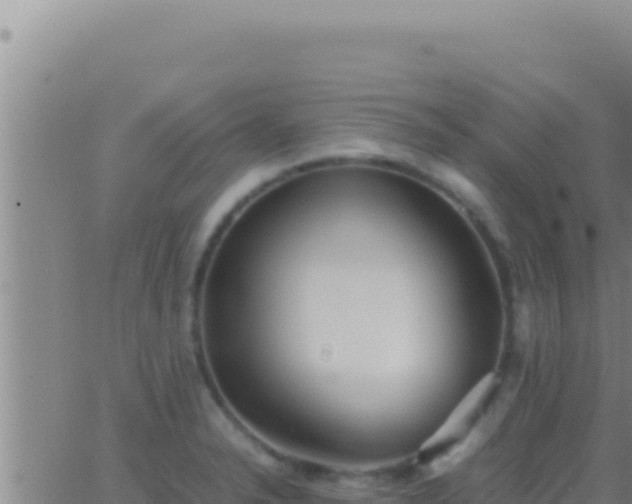 X0000062921326200601201952