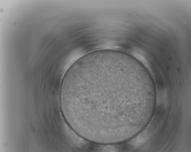 X0000062921338200601201952