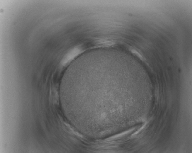 X0000062921354200601201951