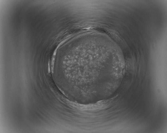 X0000062920046200601271816