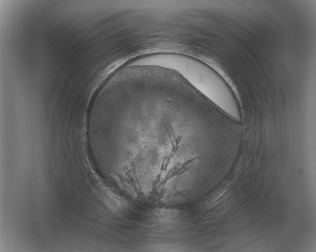 X0000062920437200601271809