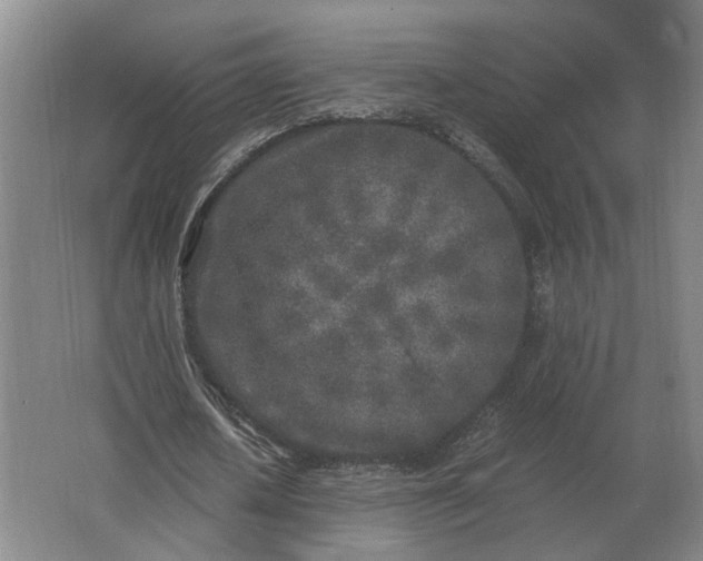 X0000062920626200601271806