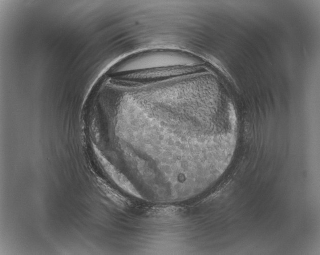 X0000062920926200601271801