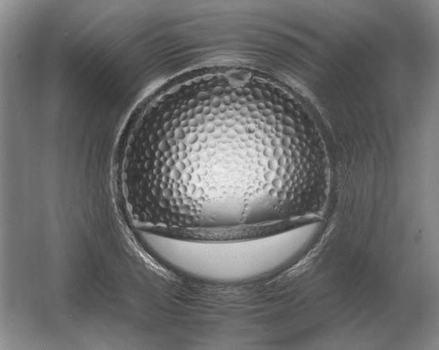 X0000062921029200601271800