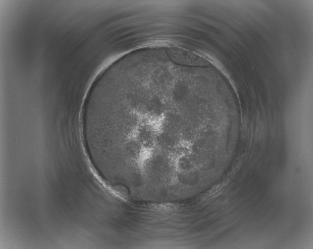 X0000062921045200601271800