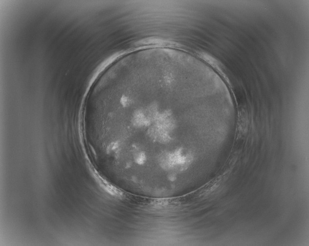 X0000062921098200601271759