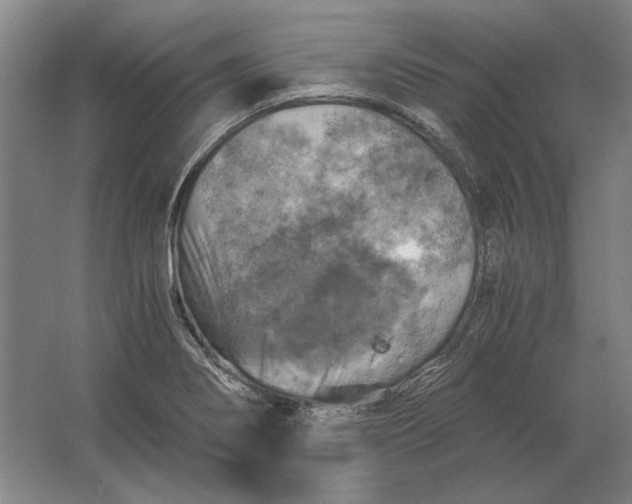 X0000062921274200601271756