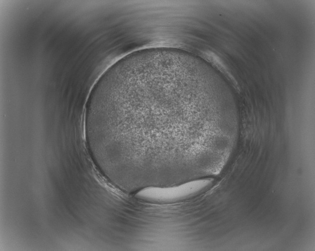 X0000062921276200601271756