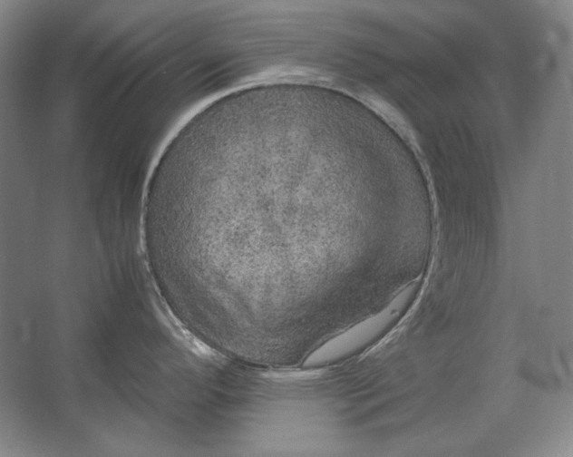 X0000062921296200601271755