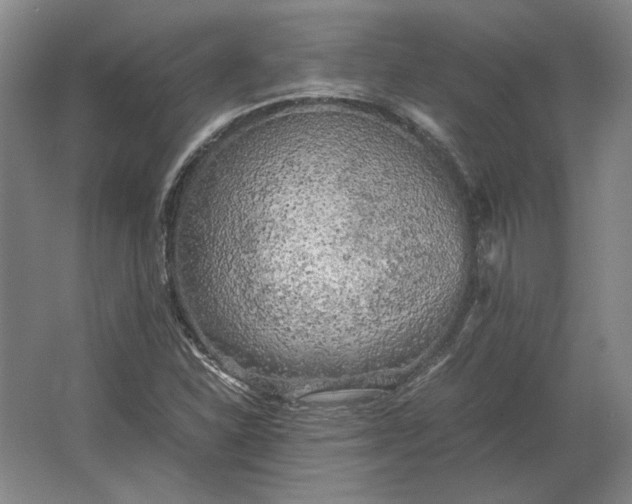 X0000062921310200601271755