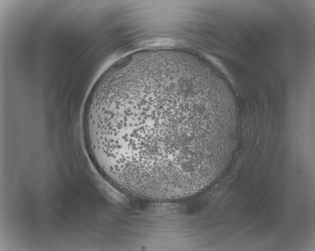 X0000062921475200601271752