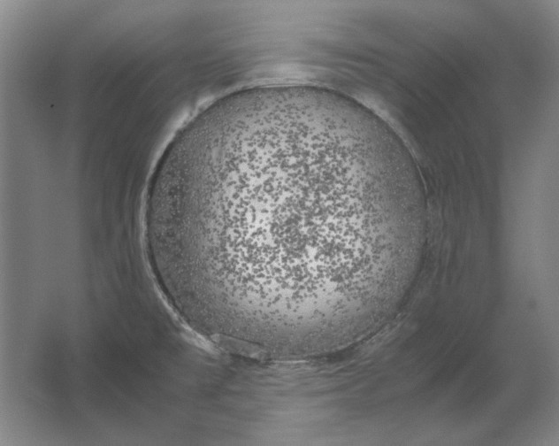 X0000062921477200601271752