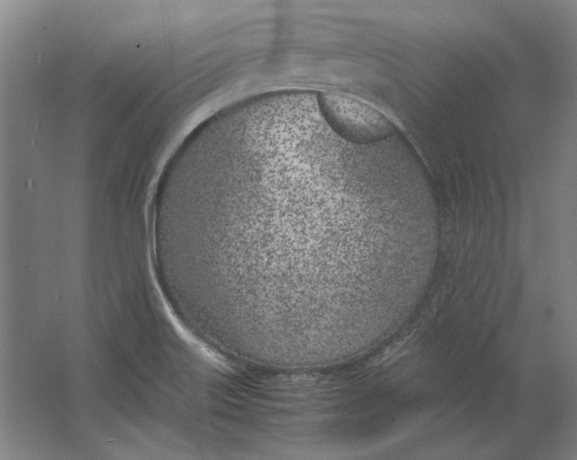 X0000062921515200601271752