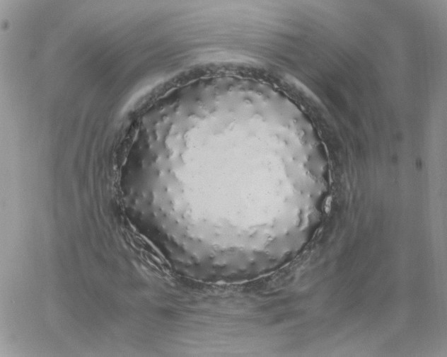 X0000062920775200602031921