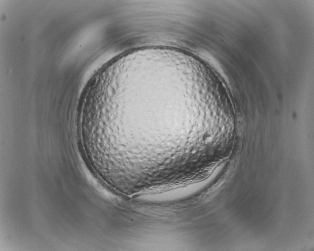 X0000062920995200602031917