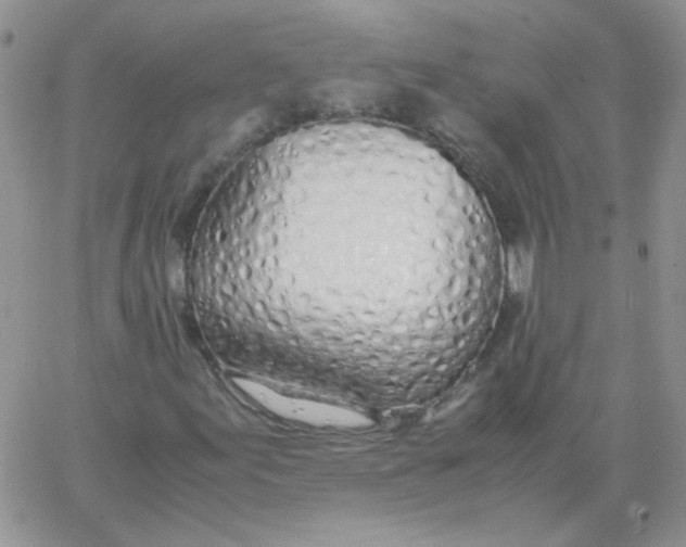 X0000062921155200602031915