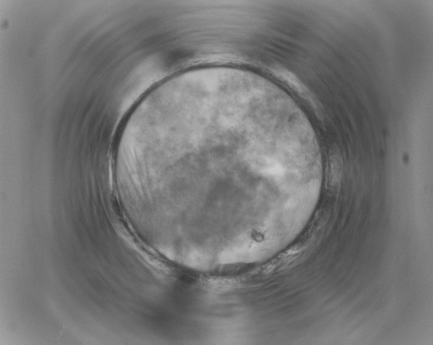 X0000062921274200602031913