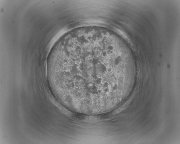 X0000062921275200602031913