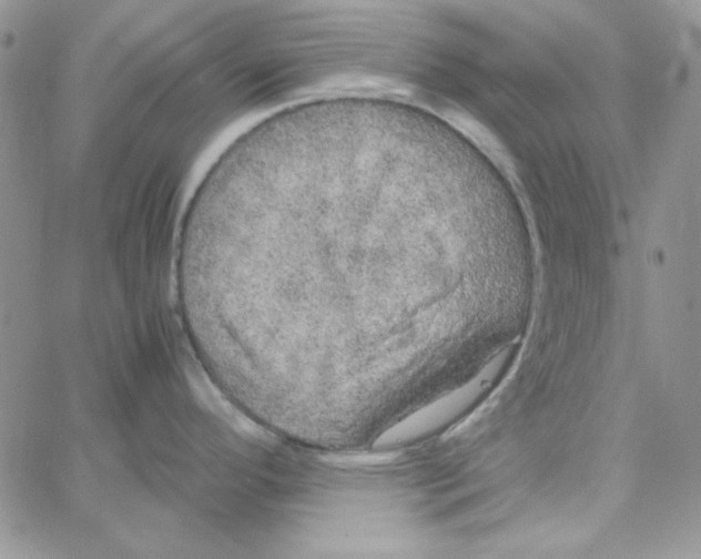 X0000062921296200602031912