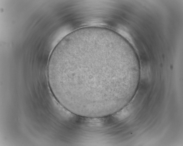 X0000062921338200602031912