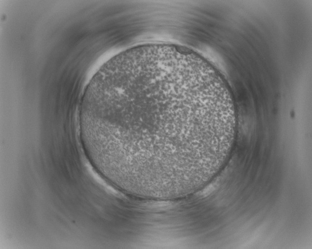 X0000062921382200602031911