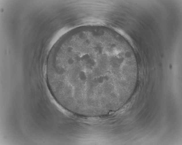 X0000062921383200602031911