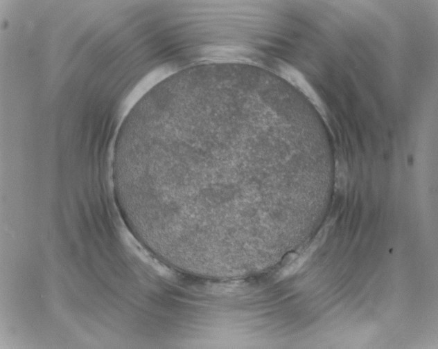 X0000062921386200602031911