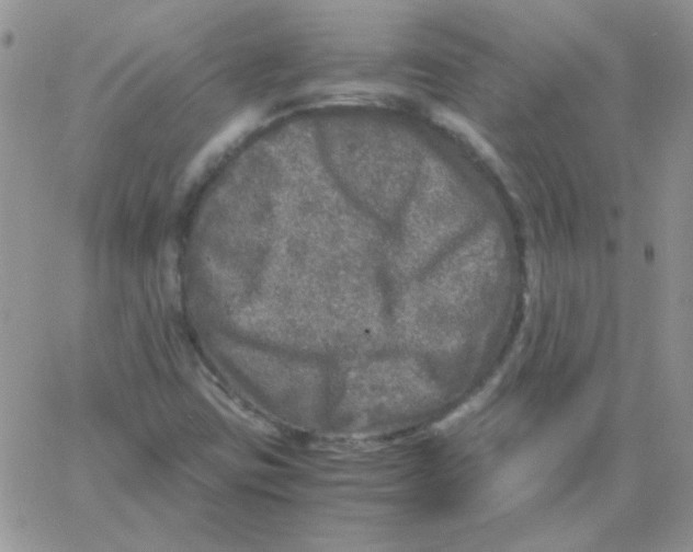 X0000062921403200602031910