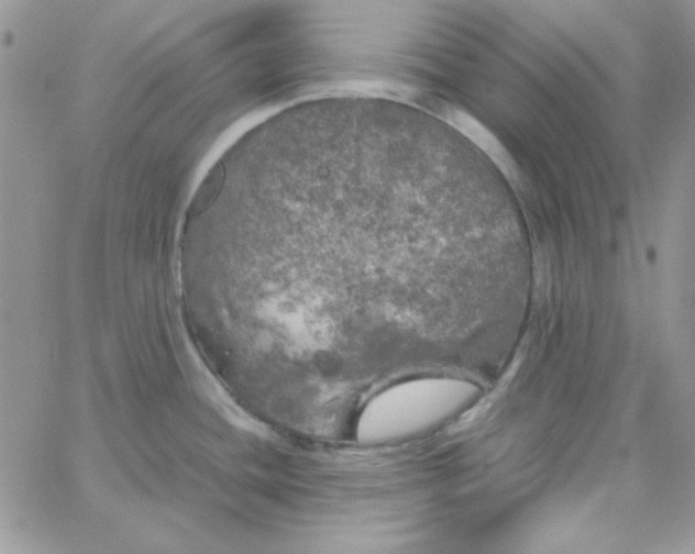 X0000062921436200602031911